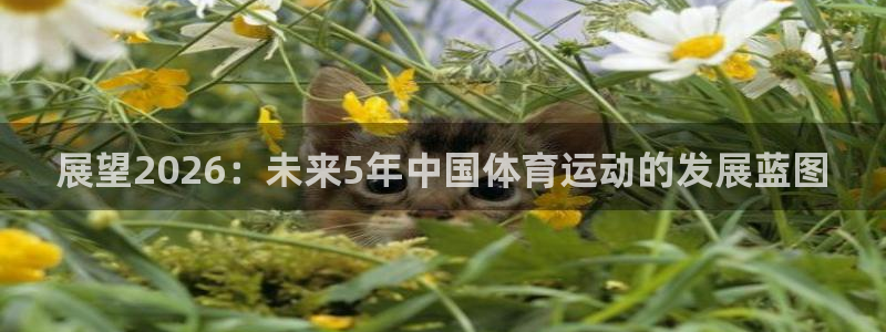 球速体育